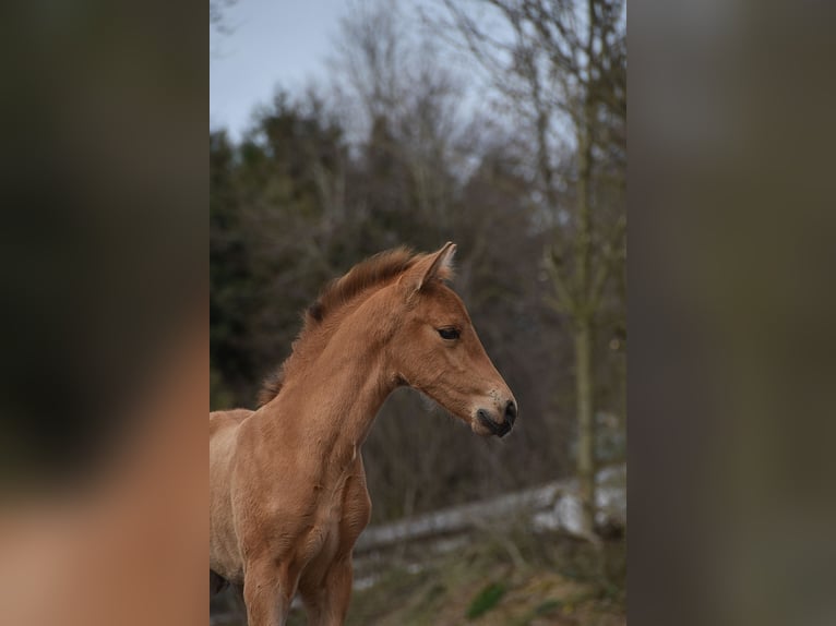 PRE Semental Potro (03/2026) 162 cm Buckskin/Bayo in Dochamps