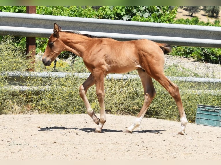 PRE Semental Potro (05/2026) 162 cm  in Provinz Cordoba