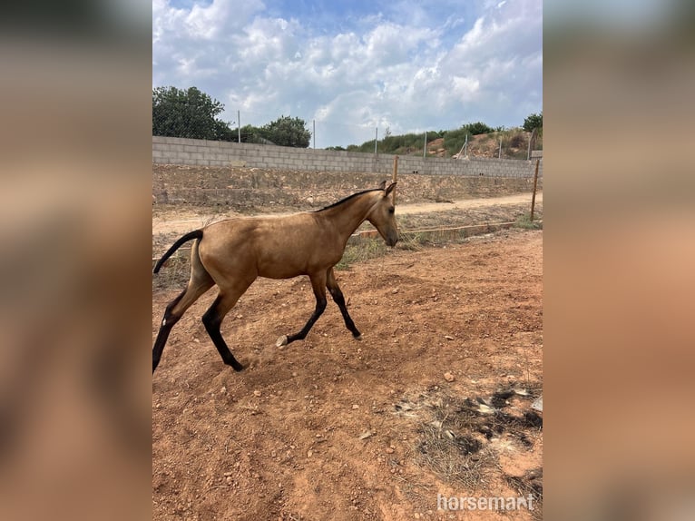 PRE Semental Potro (01/2025) 163 cm Buckskin/Bayo in Valencia