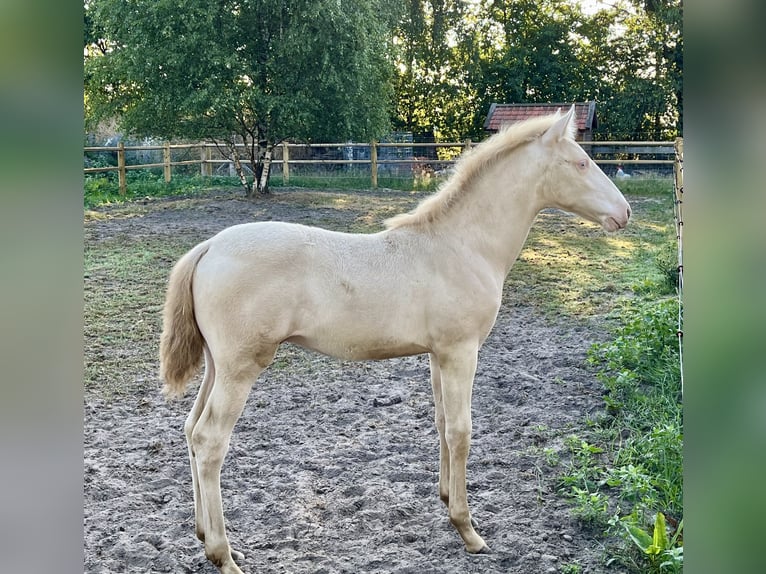 PRE Mestizo Semental  163 cm Perlino in Hoogeloon