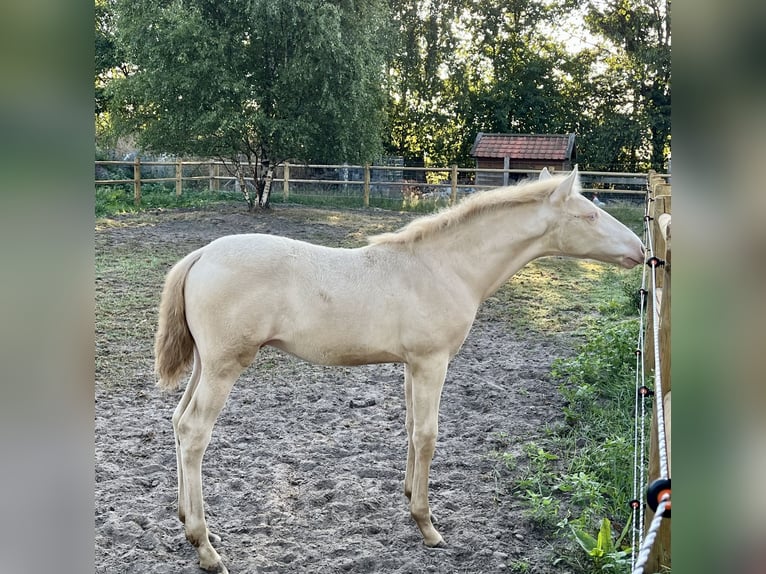 PRE Mestizo Semental  163 cm Perlino in Hoogeloon