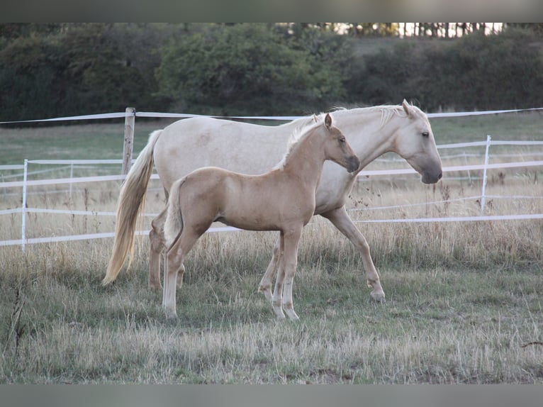 PRE Semental Potro (06/2026) 164 cm Palomino in Kirn