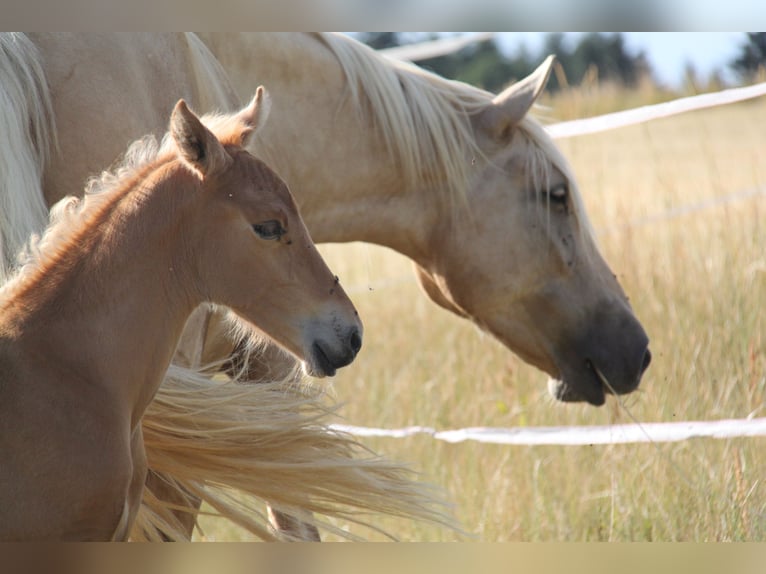 PRE Semental Potro (06/2026) 164 cm Palomino in Kirn