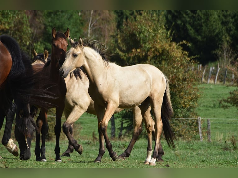 PRE Semental Potro (03/2026) 165 cm Buckskin/Bayo in Dochamps