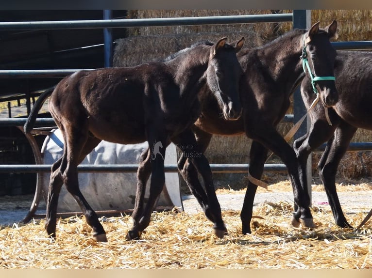 PRE Semental Potro (06/2025) 165 cm Negro in Provinz Cordoba