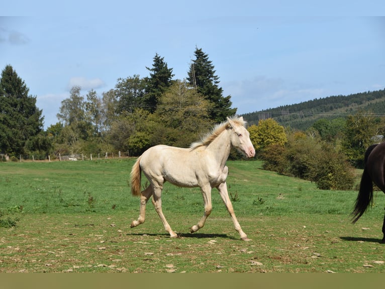 PRE Semental Potro (04/2026) 165 cm Perla in Dochamps