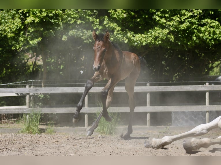 PRE Semental  165 cm Tordo in Serooskerke