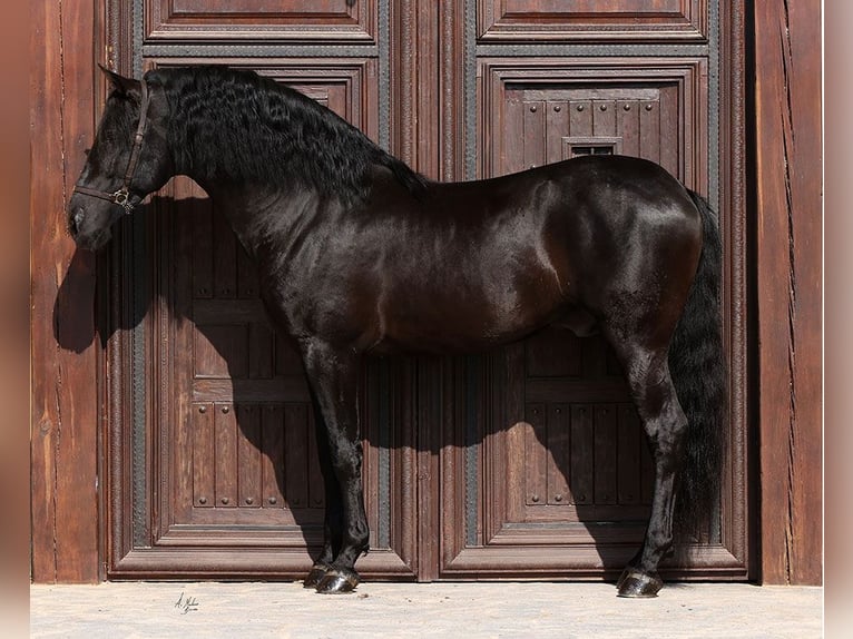 PRE Semental Potro (03/2024) 168 cm Negro in Deauville