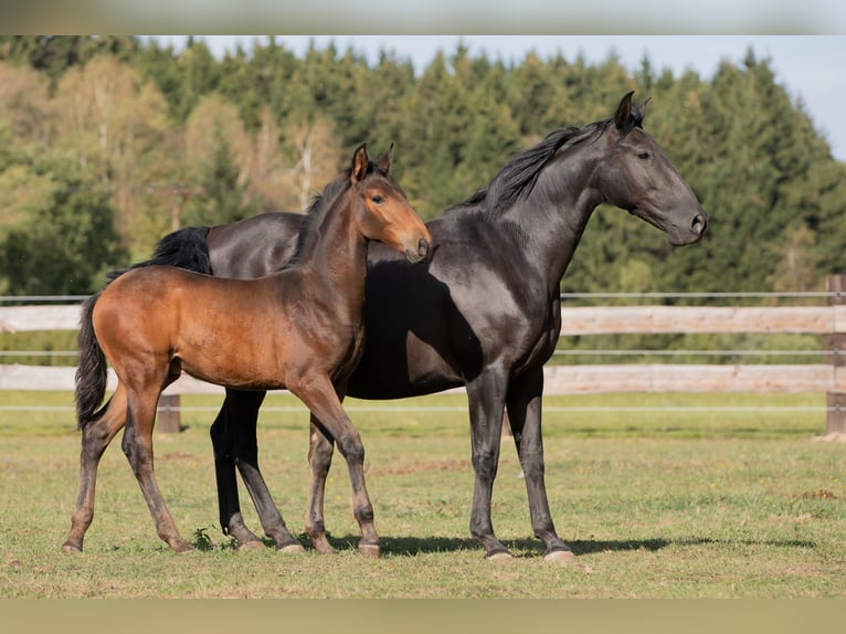 PRE Semental Potro (05/2026) 170 cm Negro in Nová Bystřice