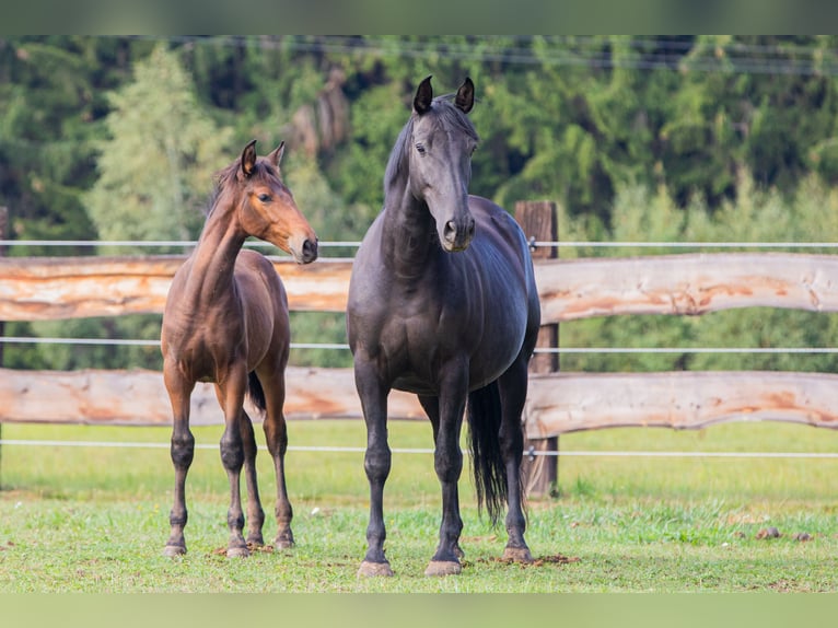 PRE Semental Potro (05/2026) 170 cm Negro in Nová Bystřice