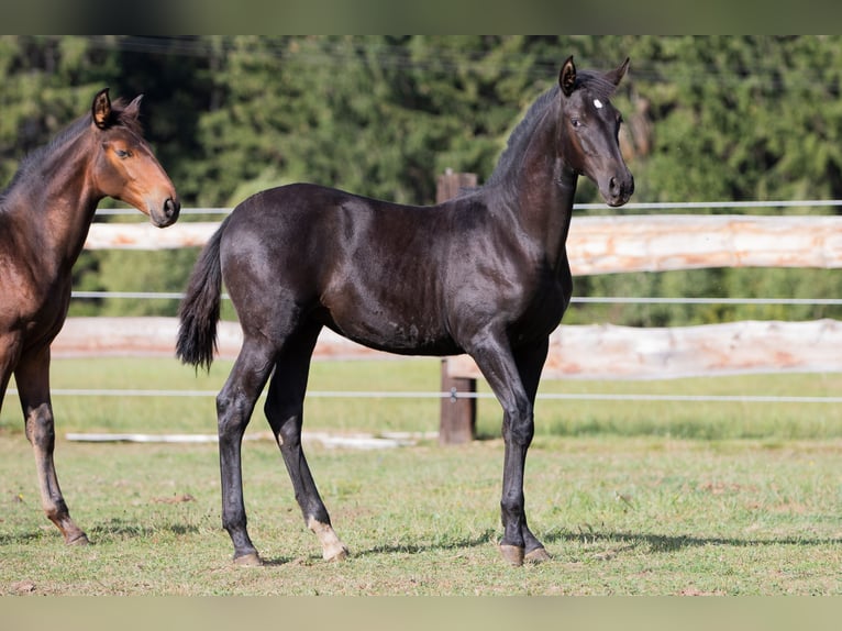PRE Semental Potro (05/2026) 170 cm Negro in Nová Bystřice