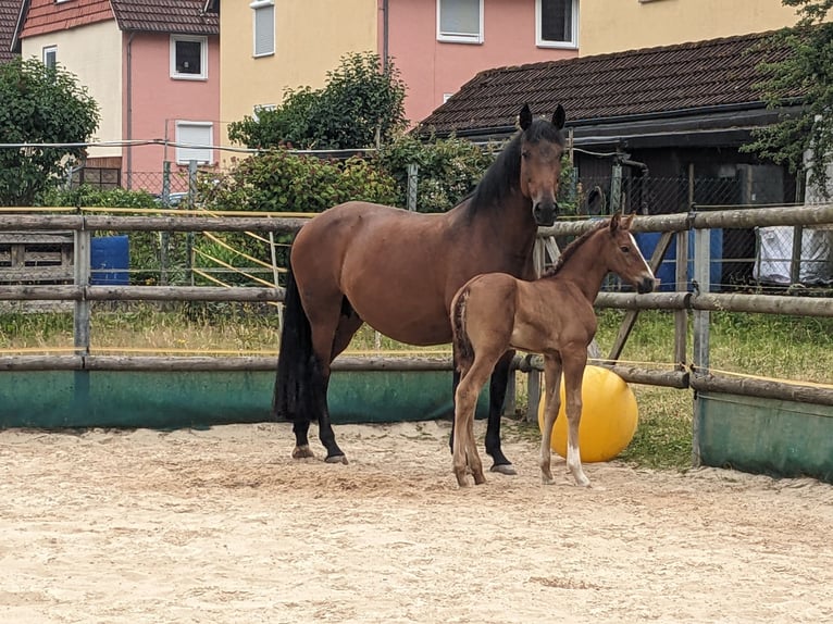 PRE Semental  Alazán in Seesen