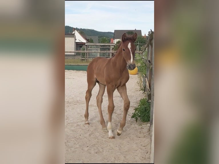 PRE Semental  Alazán in Seesen