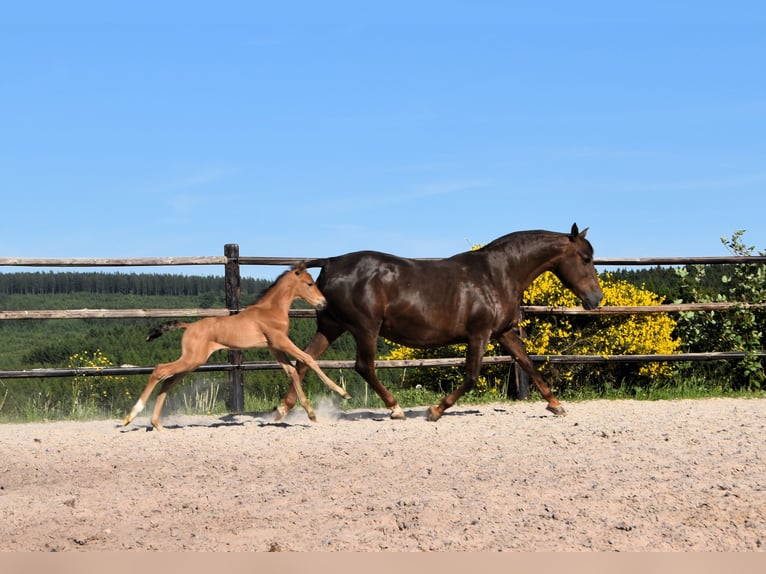 PRE Semental Potro (05/2025) Buckskin/Bayo in Manhay