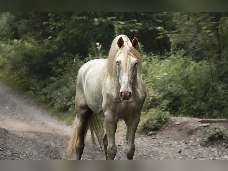 PRE Semental Potro (05/2025) Buckskin/Bayo in Manhay