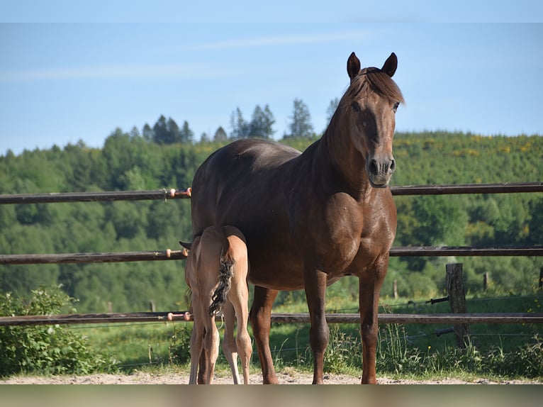 PRE Semental Potro (05/2025) Buckskin/Bayo in Manhay