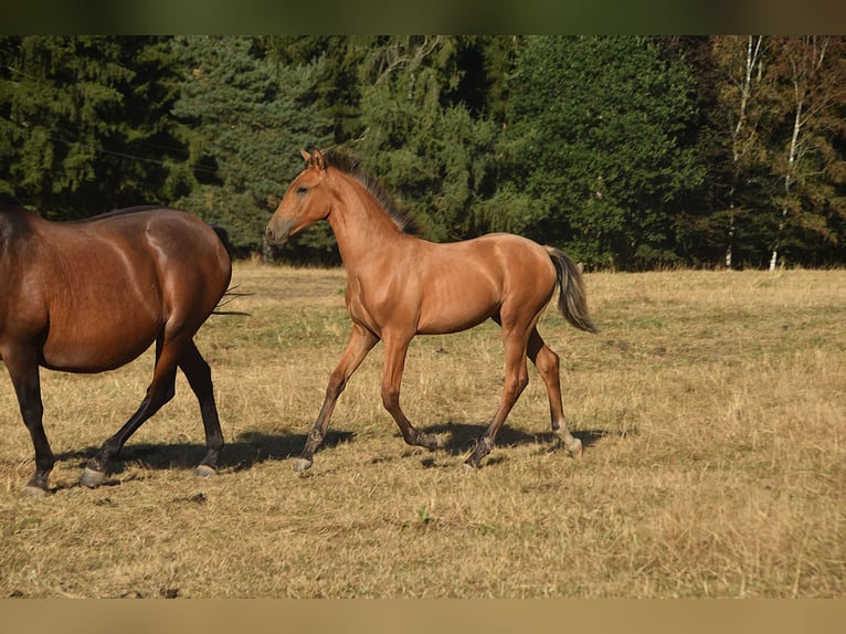 PRE Semental Potro (01/2026) Buckskin/Bayo in Dochamps
