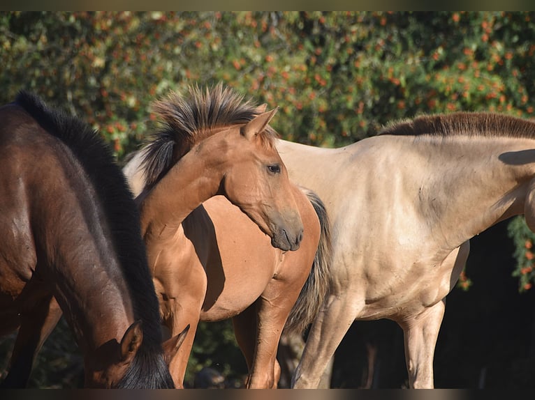 PRE Semental Potro (01/2026) Buckskin/Bayo in Dochamps