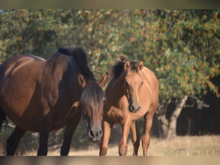 PRE Semental Potro (01/2026) Buckskin/Bayo in Dochamps