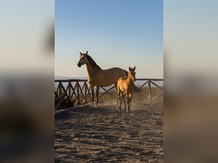 PRE Semental Potro (03/2026) Buckskin/Bayo in Santa Caterina