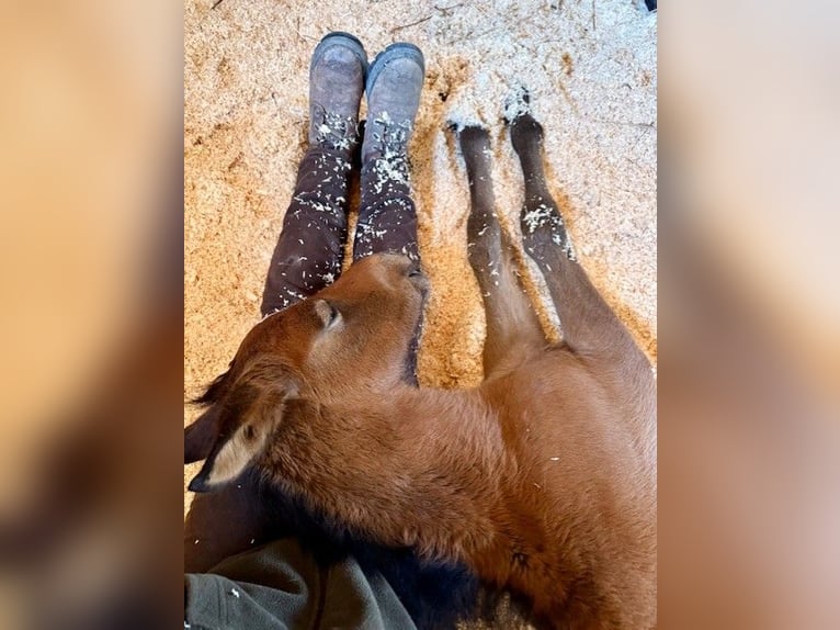 PRE Semental Potro (03/2026) Buckskin/Bayo in Santa Caterina