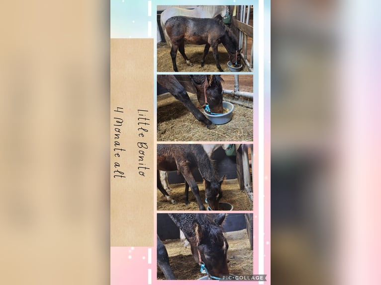 PRE Mestizo Semental Potro (06/2025) Castaño oscuro in Kierspe