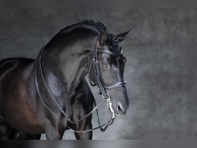 PRE Semental Potro (06/2025) Negro in Oudenaarde