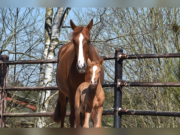 PRE Semental  Palomino in Manhay