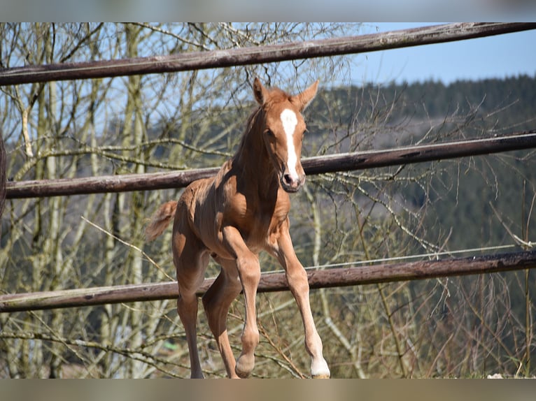 PRE Semental  Palomino in Manhay