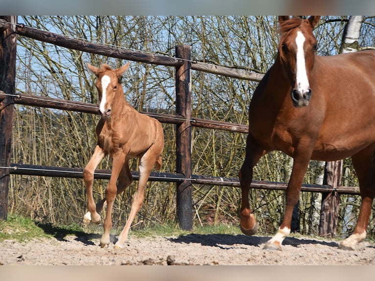 PRE Semental  Palomino in Manhay