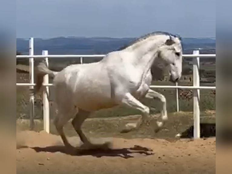 PRE Semental Tordo picazo in Navalvillar De Pela