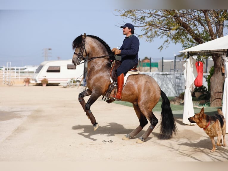 PRE Stallion 10 years 15,1 hh Dun in Galaroza (Huelva)