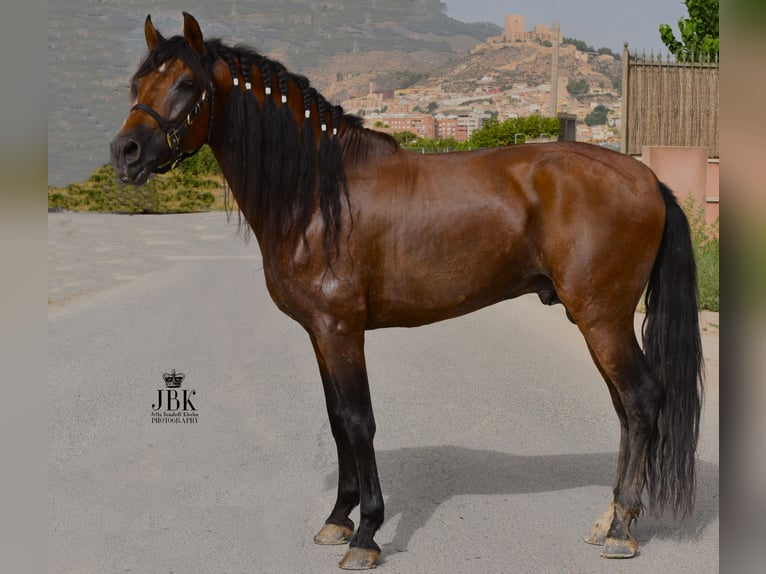 PRE Stallion 10 years 15,2 hh Brown in Tabernas Almeria