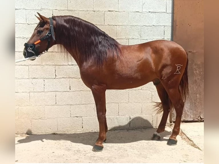 PRE Mix Stallion 10 years 15.2 hh Chestnut-Red in Martfeld