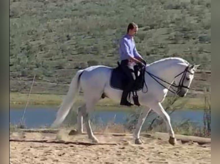 PRE Mix Stallion 10 years 15,2 hh Gray in Madrid