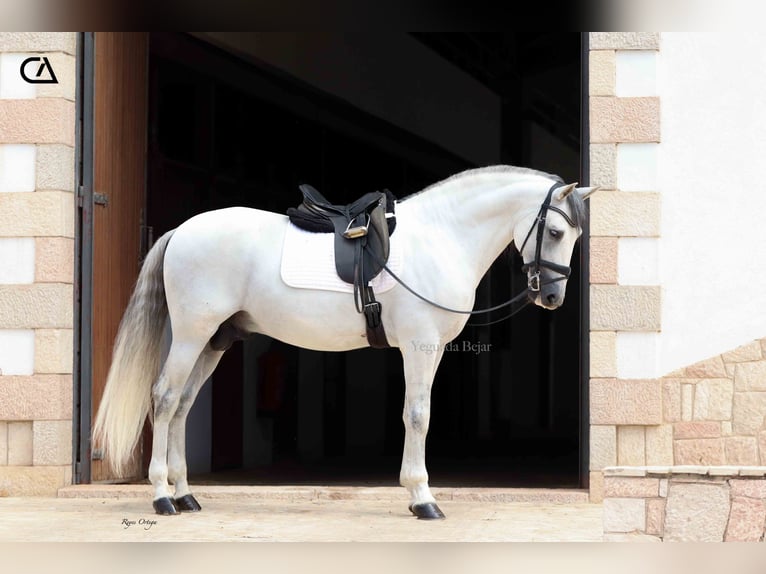 PRE Stallion 10 years 15,2 hh Gray in Puerto Lumbreras