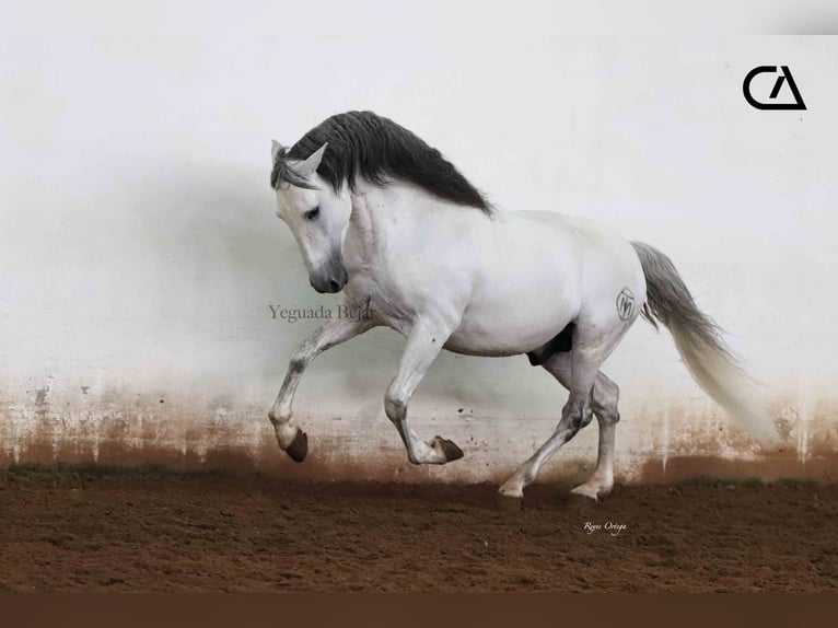 PRE Stallion 10 years 15,2 hh Gray in Puerto Lumbreras