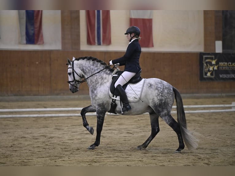 PRE Stallion 10 years 15.2 hh Grey-Dapple in Jaidhof