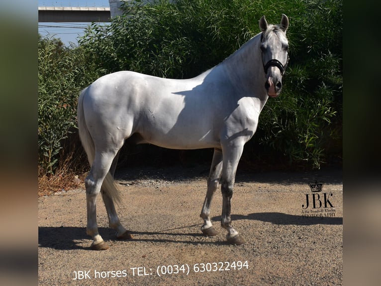 PRE Stallion 10 years 15,2 hh Grey in Tabernas Almeria