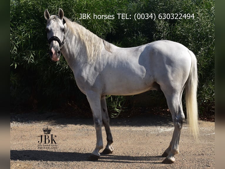 PRE Stallion 10 years 15,2 hh Grey in Tabernas Almeria