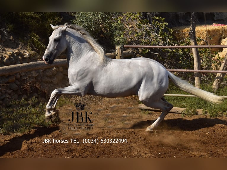 PRE Stallion 10 years 15,2 hh Grey in Tabernas Almeria