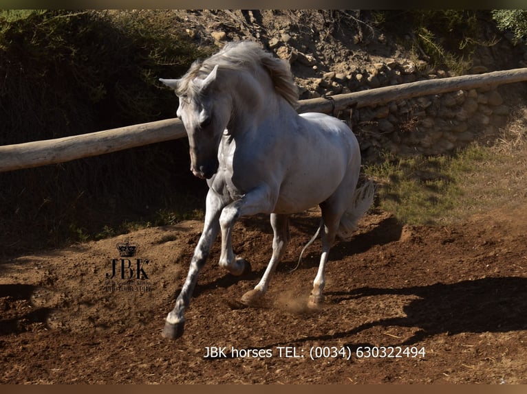 PRE Stallion 10 years 15,2 hh Grey in Tabernas Almeria
