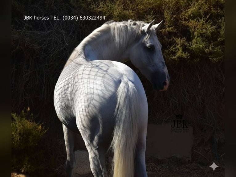 PRE Stallion 10 years 15,2 hh Grey in Tabernas Almeria