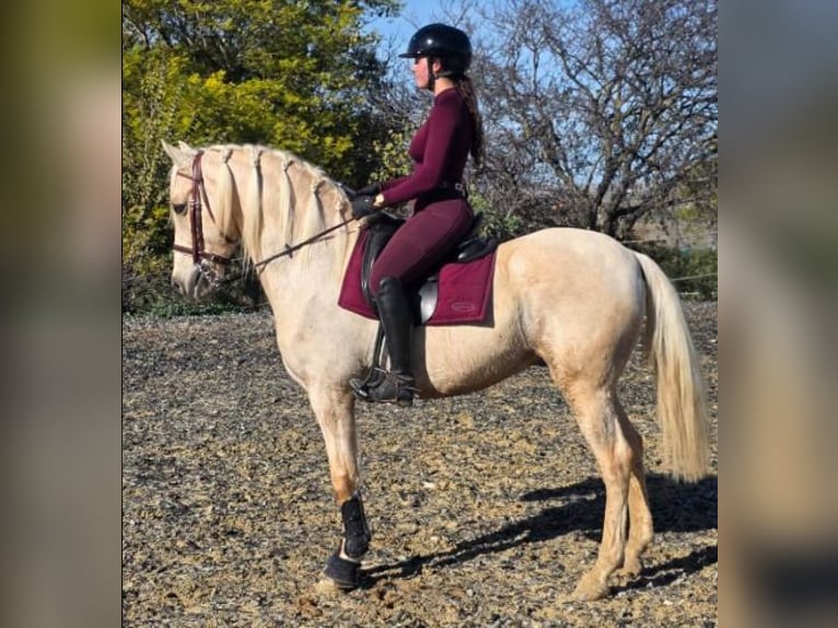 PRE Mix Stallion 10 years 15.2 hh Overo-all-colors in Sevilla