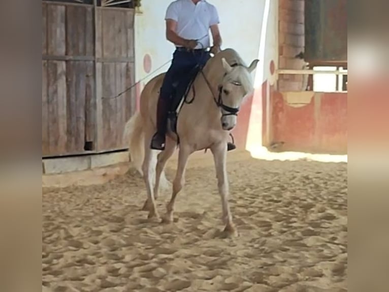 PRE Mix Stallion 10 years 15,2 hh Pearl in Almodóvar del Río