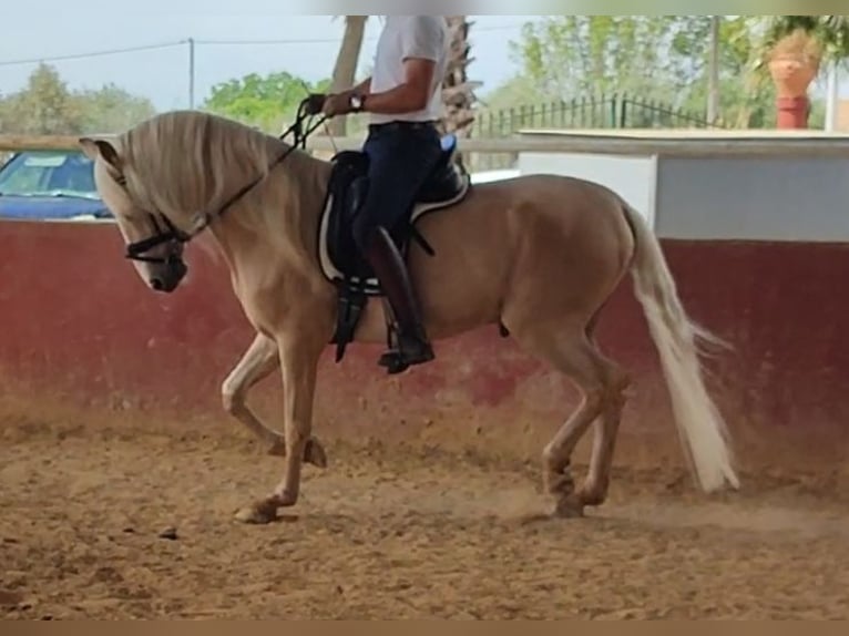 PRE Mix Stallion 10 years 15,2 hh Pearl in Almodóvar del Río