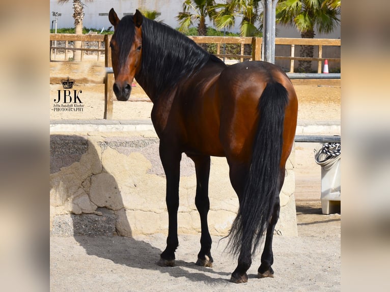 PRE Mix Stallion 10 years 15,3 hh Brown in Tabernas Almeria