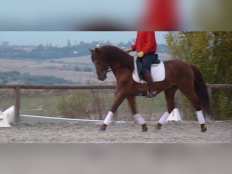 PRE Stallion 10 years 15,3 hh Chestnut-Red in Valverde Del Majano