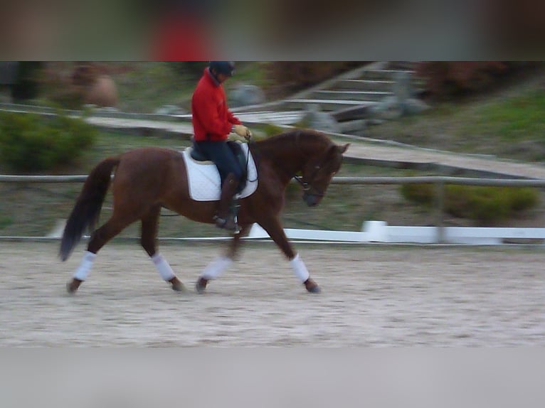 PRE Stallion 10 years 15,3 hh Chestnut-Red in Valverde Del Majano