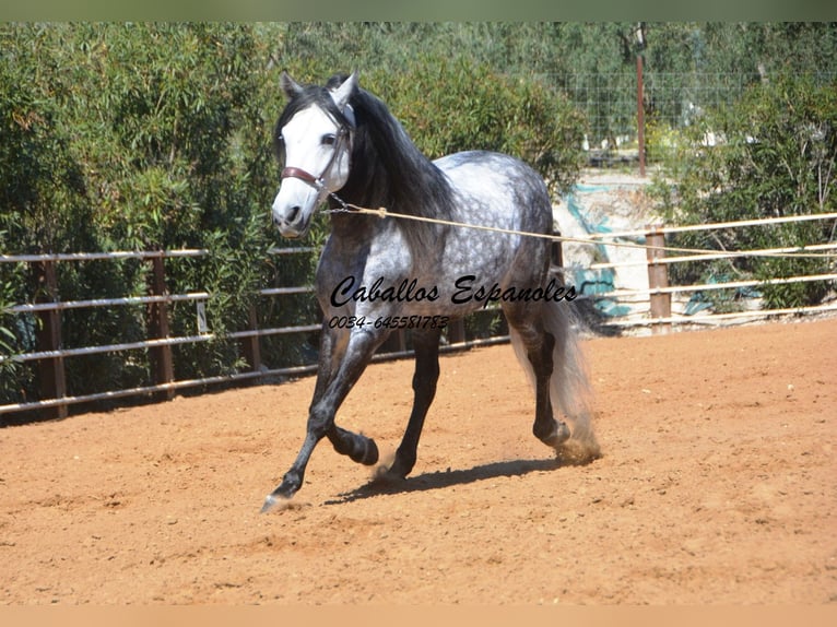 PRE Mix Stallion 10 years 15,3 hh Gray-Dapple in Vejer de la Frontera